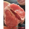 新闻：广西三红蜜柚苗的价格