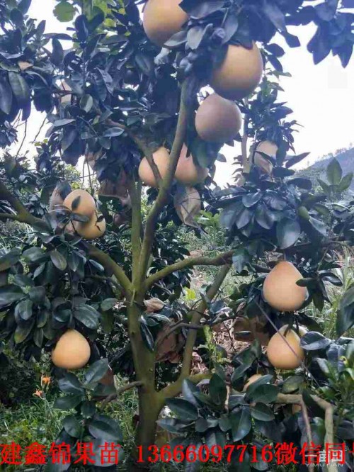 新闻：雅安产量高的青柚苗