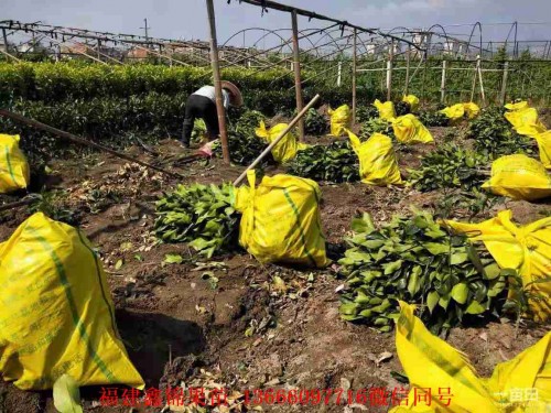 新闻：梧州越南青柚树苗哪里有卖