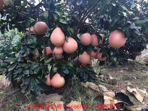 新闻：武汉哪里有柚子苗出售