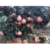 新闻：驻马店柚子苗种植基地