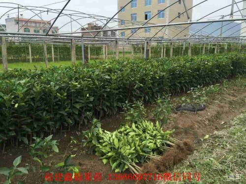 新闻：宁波平和三红柚子苗