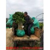 新闻：泰州越南青柚苗价格