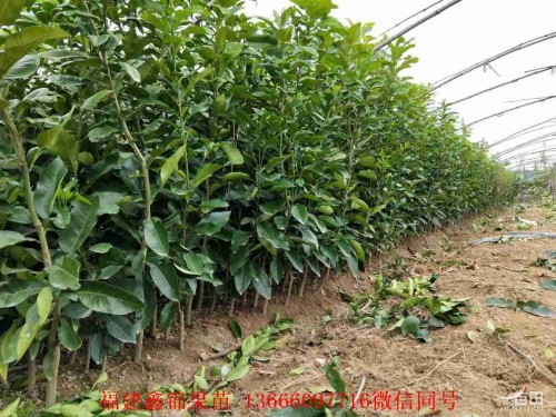 新闻：荆州三红蜜柚苗的价格