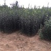 日喀则地区3公分工程绿化柿子苗哪里有  4公分绿化工程柿子苗价格