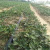 温州供应草莓苗  基地直销草莓苗