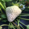 拉萨白草莓苗什么时候种植  大棚白草莓苗栽培技术
