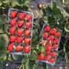 五家渠白草莓苗什么时候种植  大棚白草莓苗栽培技术