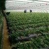 伊犁哈萨克自治州白草莓苗什么时候种植  大棚白草莓苗栽培技术