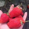 石家庄红颜草莓苗哪里有  红颜草莓苗价格