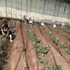 郴州章姬草莓苗多少钱  章姬草莓苗种植基地