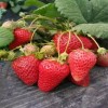 泸州章姬草莓苗多少钱  章姬草莓苗种植基地