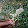 普洱白草莓苗什么时候种植  大棚白草莓苗栽培技术