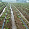 成都白草莓苗什么时候种植  大棚白草莓苗栽培技术