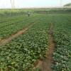 吉安章姬草莓苗多少钱  章姬草莓苗种植基地