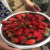 阿里地区甜查理草莓苗价格  草莓苗价格行情
