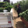 渭南白草莓苗什么时候种植  大棚白草莓苗栽培技术