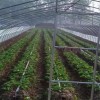 日喀则地区章姬草莓苗多少钱  章姬草莓苗种植基地