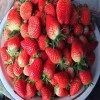 石河子章姬草莓苗多少钱  章姬草莓苗种植基地