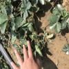 泰州白草莓苗什么时候种植  大棚白草莓苗栽培技术