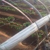 陇南白草莓苗什么时候种植  大棚白草莓苗栽培技术