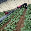 广元白草莓苗什么时候种植  大棚白草莓苗栽培技术