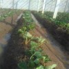 博尔塔拉蒙古自治州白草莓苗什么时候种植  大棚白草莓苗栽培技术