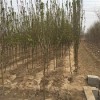 荆州12公分西府海棠树苗图片  绿化工程专用海棠树苗