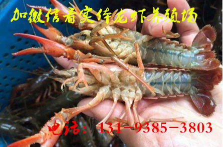 咸宁市虾苗多少钱一斤——养殖小龙虾