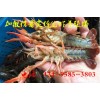 贵州黔东州小龙虾种苗多少钱一斤(技术支持）