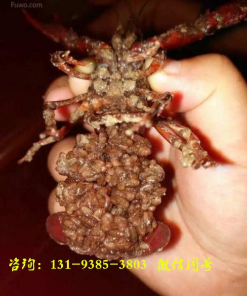 清远龙虾种苗——养殖小龙虾