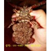 广西来宾龙虾种苗——养殖小龙虾