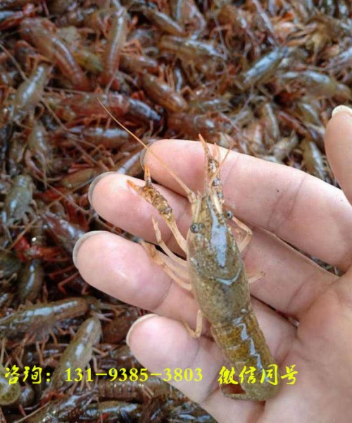 湖南衡阳虾苗多少钱一斤——养殖小龙虾
