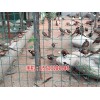 焦作养殖隔离网多少钱(推荐商家)(图)-乌鲁木齐养鸡围栏网价