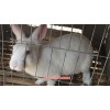 新闻:南昌兔子养殖基地|蓝兔子苗多少钱一只-天翎农业发展有限