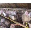 泰安兔子养殖基地|蓝兔子苗养殖-天翎农业发展有限公司(优质商