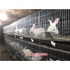 新闻:延安兔子养殖品牌|兔子养殖基地-天翎农业发展有限公司(