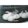 赣州兔子苗|养殖兔子注意事项-天翎农业发展有限公司(推荐商家