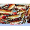 新闻:澳洲淡水龙虾养殖加盟_淡水澳洲龙虾苗_-无锡龙澳生态农