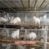 新闻:马鞍山兔子养殖品牌|致富经兔子养殖-天翎农业发展有限公