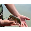 新闻:澳洲淡水龙虾养殖_淡水澳洲龙虾好养吗_-无锡龙澳生态农