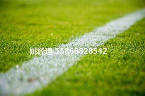 沧州高端足球场草坪特性博翔远人造草坪公司(内呼和浩特建设公司)