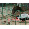 新闻:淮南养鸡围栏网厂家(多图)_延安养殖护栏网(欢迎进入