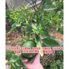 新闻:台湾引进的红葡萄柚苗价格