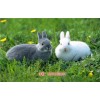 成都兔子养殖基地|兔子养殖利润-天翎农业发展有限公司(多图)
