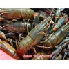澳洲淡水龙虾加盟_澳洲淡水小龙虾_-无锡龙澳生态农业发展有限