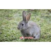 新闻:郑州兔子养殖基地|蓝兔子苗多少钱一只-天翎农业发展有限