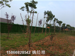 新闻:塑料草坪围挡护栏@高品质天津和平