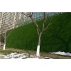 蚌埠假草坪房地产市政墙面塑胶草坪建设成本是多少