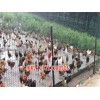 新闻:宝鸡养鸡围栏网